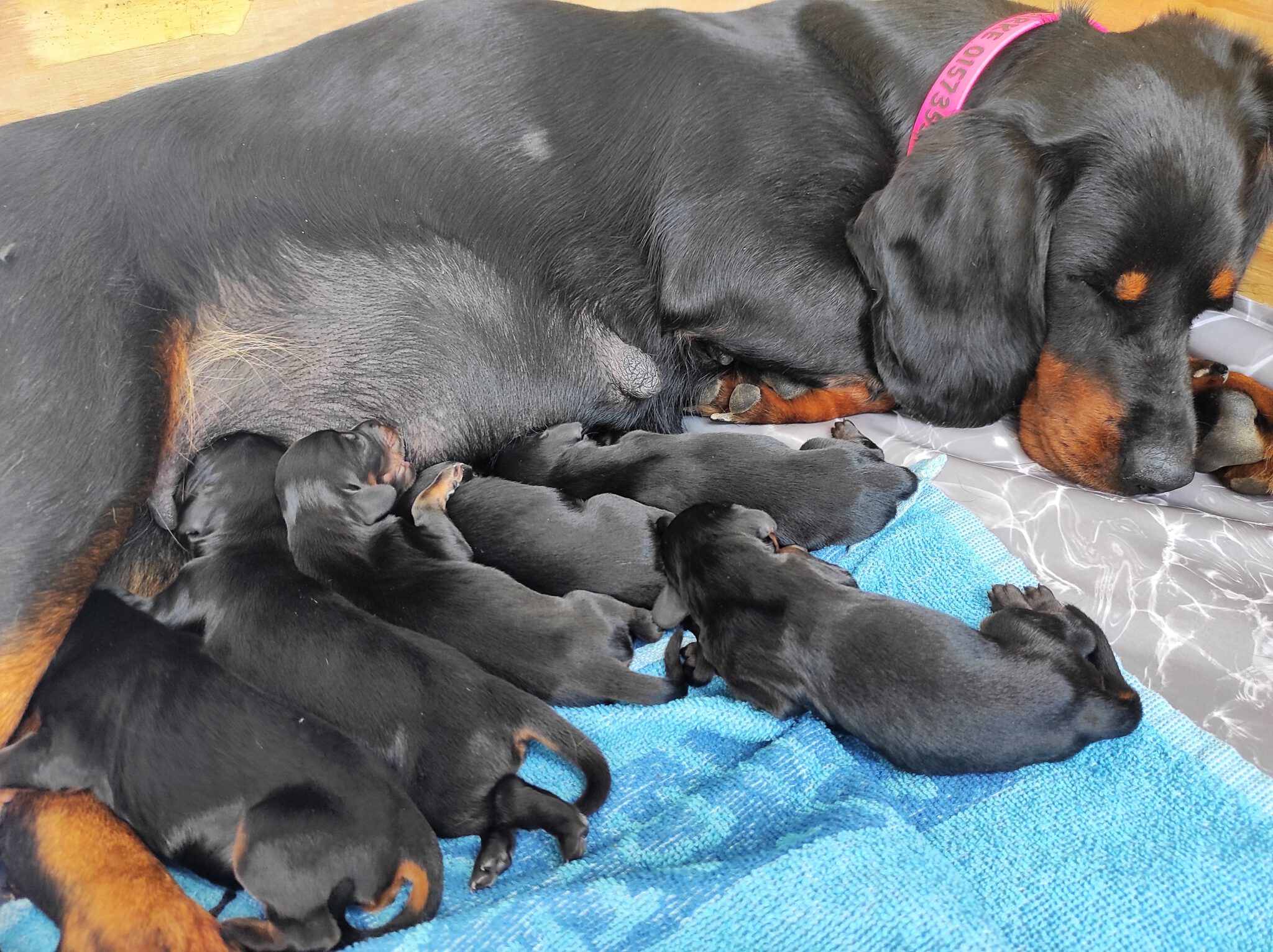 Welpen A-Wurf vom Kehlenbach - Slovensky Kopov vom Kehlenbach